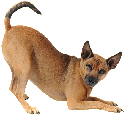 dog2 dog